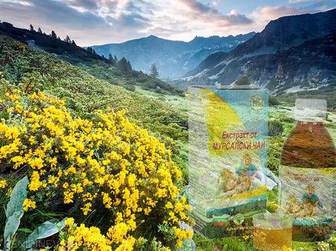 Регенериращата отвара на боговете съществува и се нарича Мурсалски чай