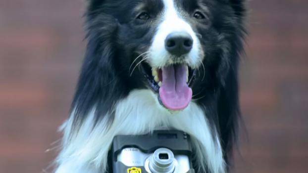 Първото куче-фотограф в света прави снимки всеки път, когато се развълнува