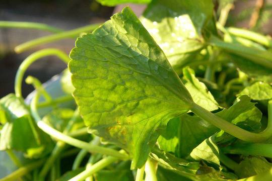 Прочистване на организма от токсини