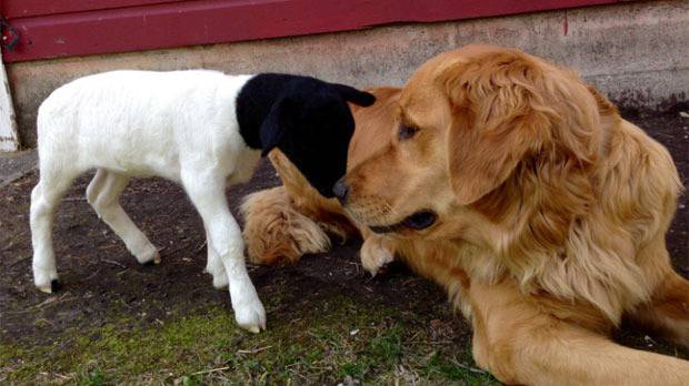 Голдън ретривър осинови новородено агне, отхвърлено от майката