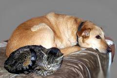 Куче и котка заедно - как? (3 част)