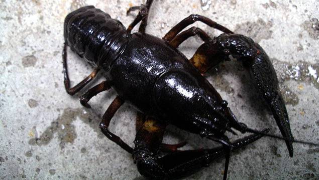 Членестоноги – Ракообразни – Речен рак – ABRITVS