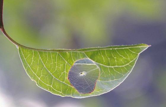20 снимки, за които трудно ще повярвате, че са реални