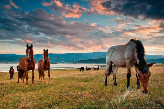 Това е България!