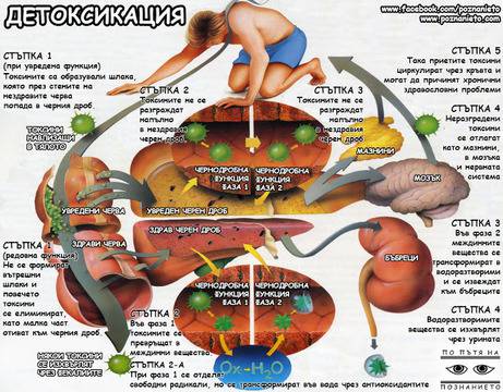 ПЪЛНА КОНЦЕПЦИЯ ЗА ЗДРАВЕТО