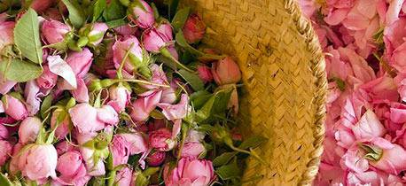 Празникът на розата и минералната вода в Павел баня