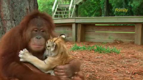 nbox8 – свежи новини: Огрангутан осиновява тигърчета….