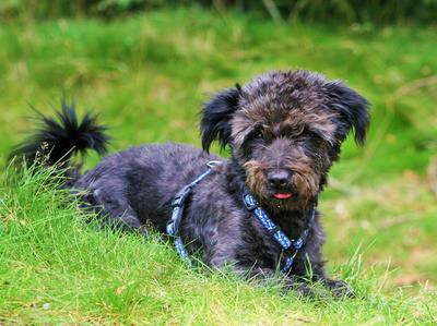 Как да успокоим стресираното куче? (2 част)