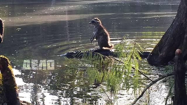 Миеща мечка сърфира алигатор