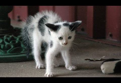 Това е най-лудата котка, която сте виждали!