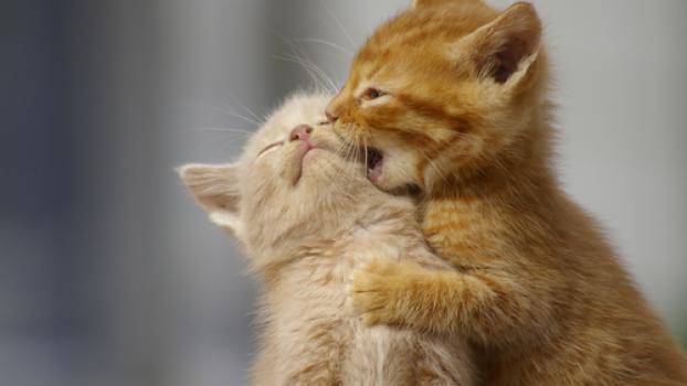 Клиповете с котенца имат терапевтичен ефект