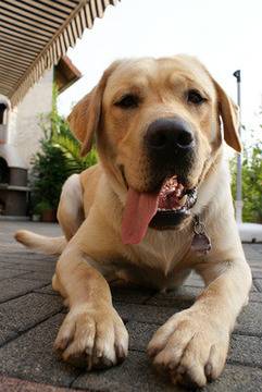 Защо кучето ми пръцка? (2 част)