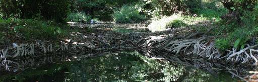 Дъждовник: „Без косми в чая!“