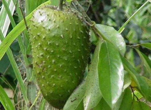 Плодът, който лекува рак