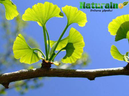 Гинко Билоба