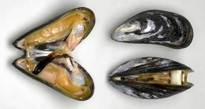 Клас Миди (Bivalvia) – тип Мекотели – ABRITVS