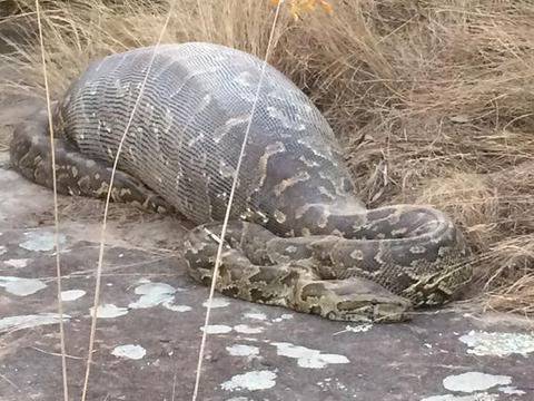Питон погълна бодливо прасе