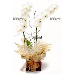 Доставка на цветя от БГФлорист – цветя в банята?!