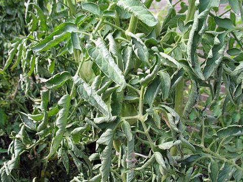 Защо се свиват листата на доматите и как да се справим с това?