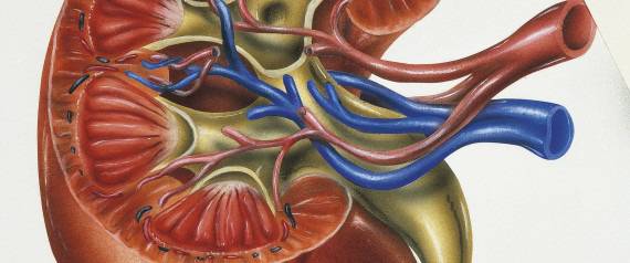 Тревожни симптоми за нарушена функция на бъбреците