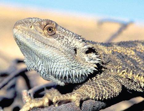 Гущер сменя пола си на слънце