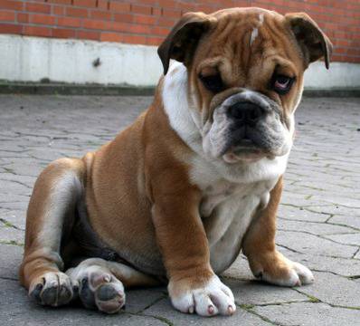 Защо кучето ми пръцка? (3 част)