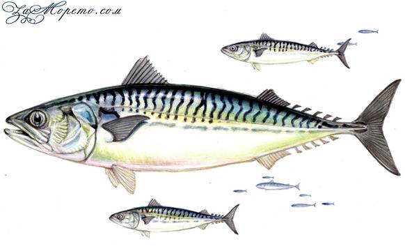 Черноморска скумрия