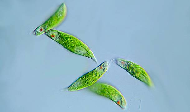 Едноклетъчни животни – протозоология – ABRITVS