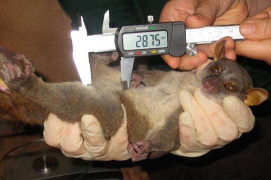 Ето какво е да имаш наистина големи топки!