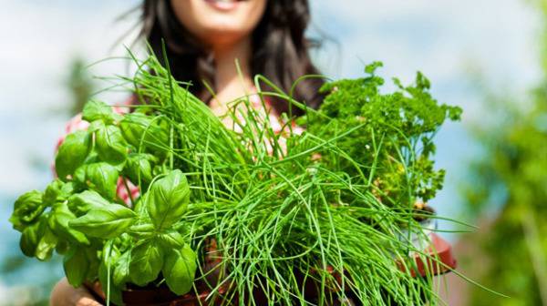 Кои билки помагат при радиоактивност?