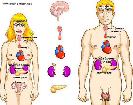 Молитвата „Отче наш” и ендокринната ви система