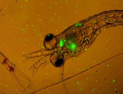 Планктон яде пластмаса (видео)