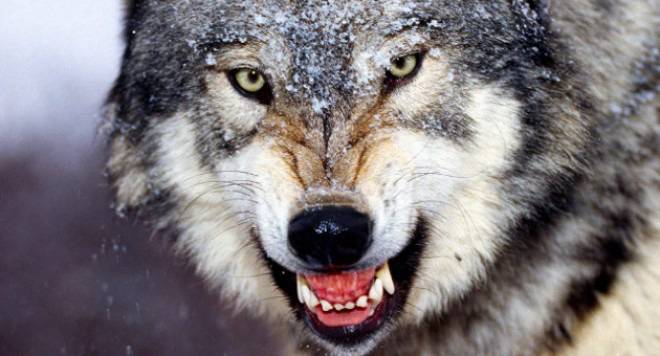 Вълците ме научиха на бяс…
