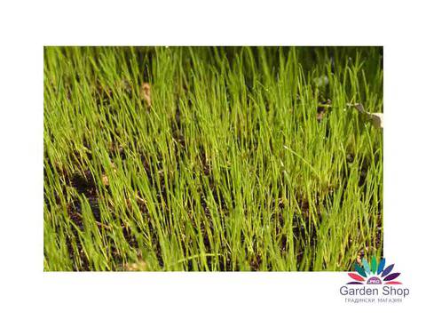 Белгийска тор за тревна смеска Viano GAZON BOOSTER 12-3-3 (+3 MgO)