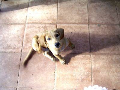 Алергичен дерматит при кучето (Ухапвания от бълхи)