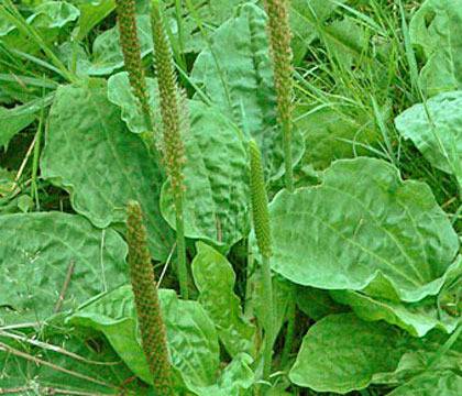 Живовлякът: Билка срещу възпаления, акне, болки в гърлото, за детоксикация