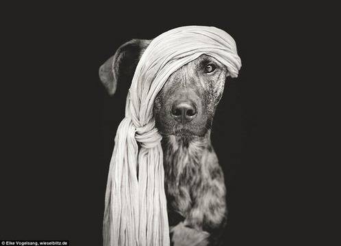 Кучешка фотосесия