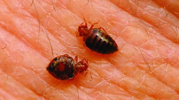 Как да се предпазим от бълхи по време на жегите?