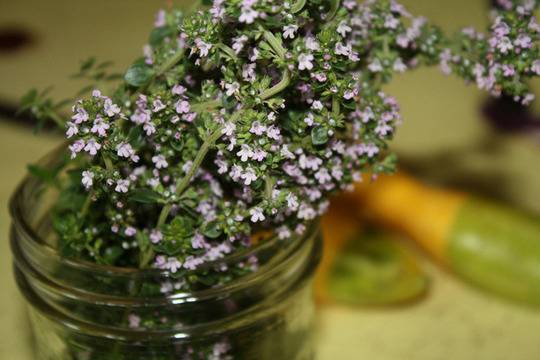 Отвара от мащерка срещу гастрит, колит и язва