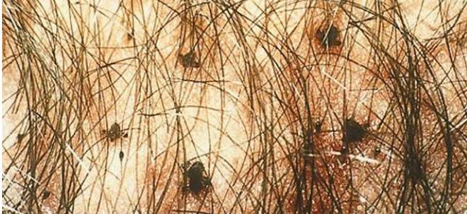 Знаете ли какво е минджипуйче*? Ето и отговорът!