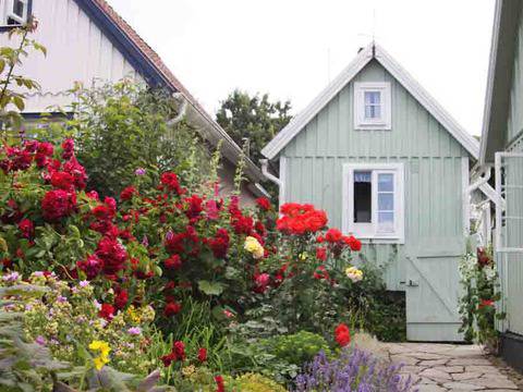 Микс от семена на кичеста Алцея Майоретте (Alcea rosea)