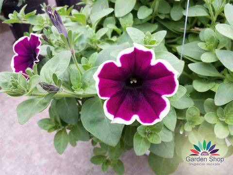 Семена от каскадна Петуния Пиконти със стилен бял кант