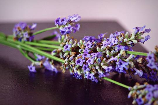 Билки срещу нерви