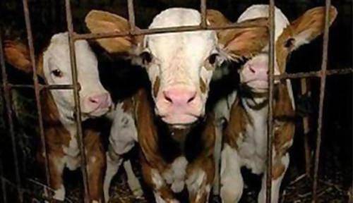 Спешна дезинфекция на заведения и магазини срещу антракс във Варна