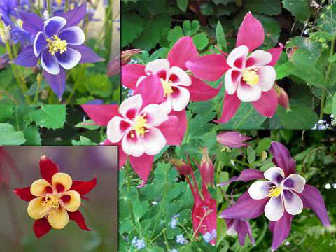 Качествени семена на уникален сорт Аквилегия (Кандилка)