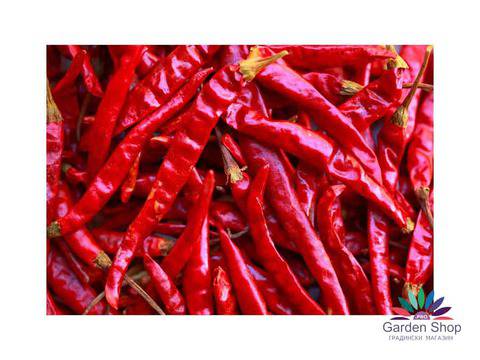 Семена на специален сорт чушки за червен пипер – Пипер букетен