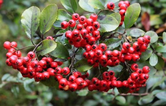 Народна медицина: Глог – успокоява нервите, чисти кръвоносните съдове