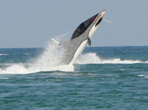 „Акула“ с 260 конски сили плува на Слънчака!