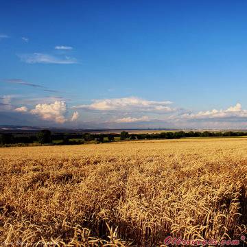 Христо Стефанов (ico10) – Юлски полъх (В танца на житата) – фото: Природа, Пейзаж