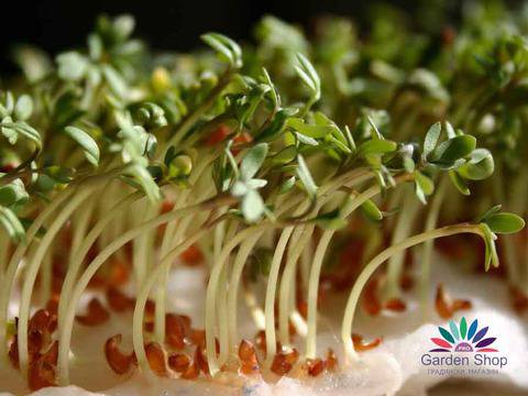 Семена на Кресон (Крес – Lepidium sativum) – свеж и екзотичен вкус